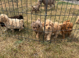 Toy poodle