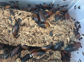Madagascar hissing cockroaches