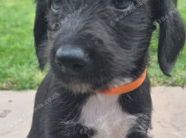 F1 Bedlington x whippet puppies