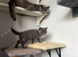REDUCED BSH Kitten READY NOW!