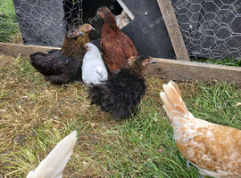 Pekin bantams