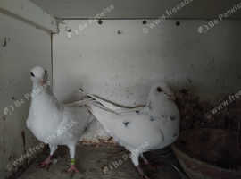 Pigeons for sale