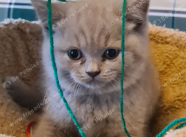 Gorgeous BRITISH SHORTHAIR KITTENS
