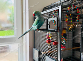 Stunning Female Indian Ringneck &ndash; Ready for a New Home