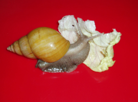 RODATZI GIANT AFRICAN LAND SNAILS