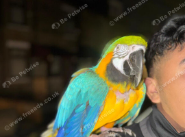 Tame Blue and Gold Macaw