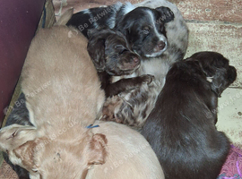 Stunning spaniel puppies