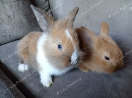 Mini lion lop boys ready 30th june
