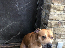 Staffordshire Bull Terier Bradford