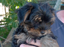 Yorkshire terrier puppy