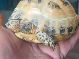 Horse filed tortoise for sale