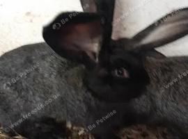 continentel giants rabbits for sale only 5 left