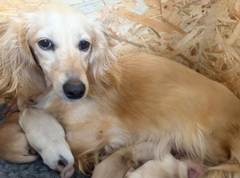 Longhaired cream miniature dachshunds