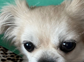 dog for stud