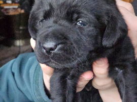 Black labrador puppies