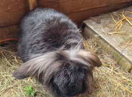 2 Neutered Rabbits