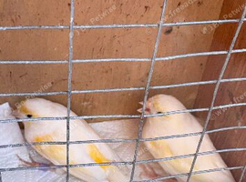 2 canary hens
