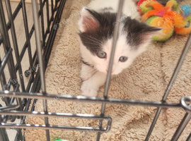 2 kittens for sale
