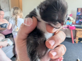 Kittens British shorthair blue x ragdoll