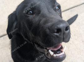 Available through no fault of his own, Male Labrador DOB 16/10/2025