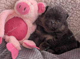 Stunning Pomeranian pups