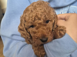 Red toy labradoodle