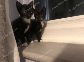 Beautiful black and white tuxedo boys