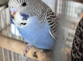 Baby budgies
