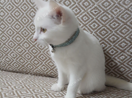 Pure white female kitten