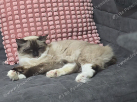 Stunning ragdoll babies