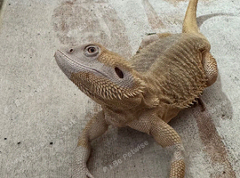 4yo male Zero