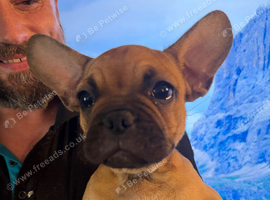 1 French bulldog