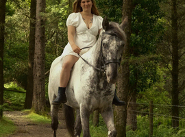 Knabstrupper x Appaloosa gelding