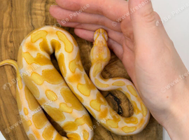 Male BP Enchi Candino - Young
