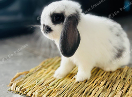 Baby bunnies looking for 5* homes only!