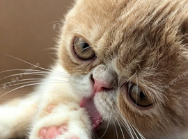 STUNNING EXOTIC SHORTHAIR MALE &ndash; FROM CAREFULLY SOURCED IMPORTED EUROPEAN LINES