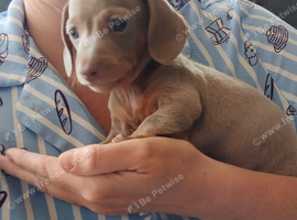 Last boy 8weeks Sunday