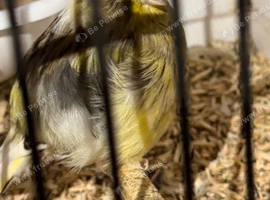 This years birds