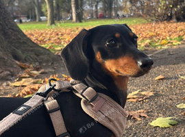Stunning mini dachshund available