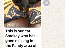 Lost cat