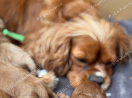 F1 Cavapoo Puppies