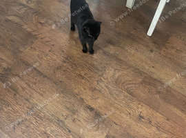 Three black and white kittens for sale