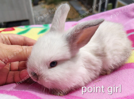 Mini lop babies