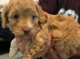 Adorable Cavapoo Puppies &ndash; Sweet, Intelligent, and Ready for Loving Forever Homes