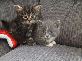 Beautiful cross kittens