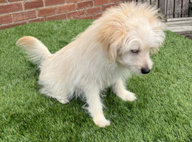 1 Pomeranian x miniature poodle puppy left available