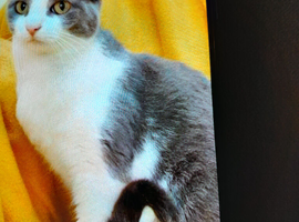 6 months old cat /kittens