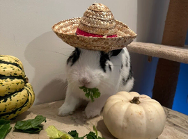 3 year old male netherland dwarf cross english spot for sale