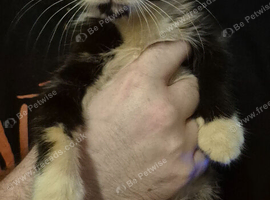Beautiful tortoiseshell female kitten. Ready now.