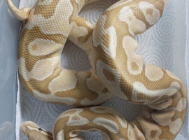 Pandora Royal Python